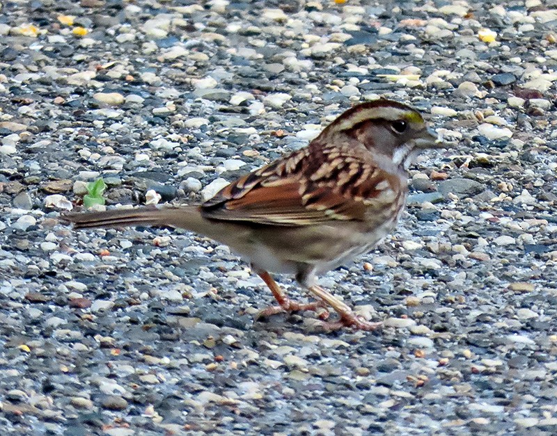 Белогорлая зонотрихия - ML646816699