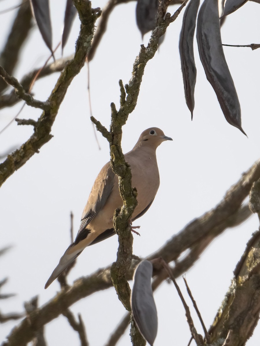 Zenaida Huilota - ML646816700