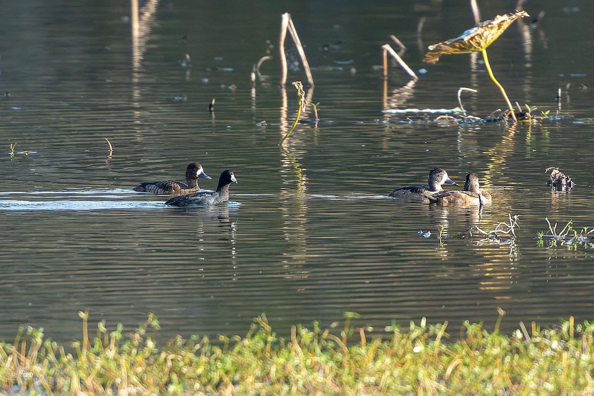 Lesser Scaup - ML646816702