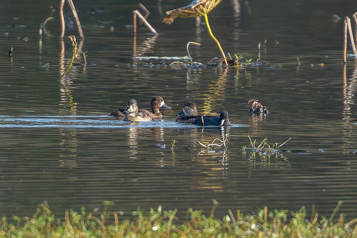 Lesser Scaup - ML646816703