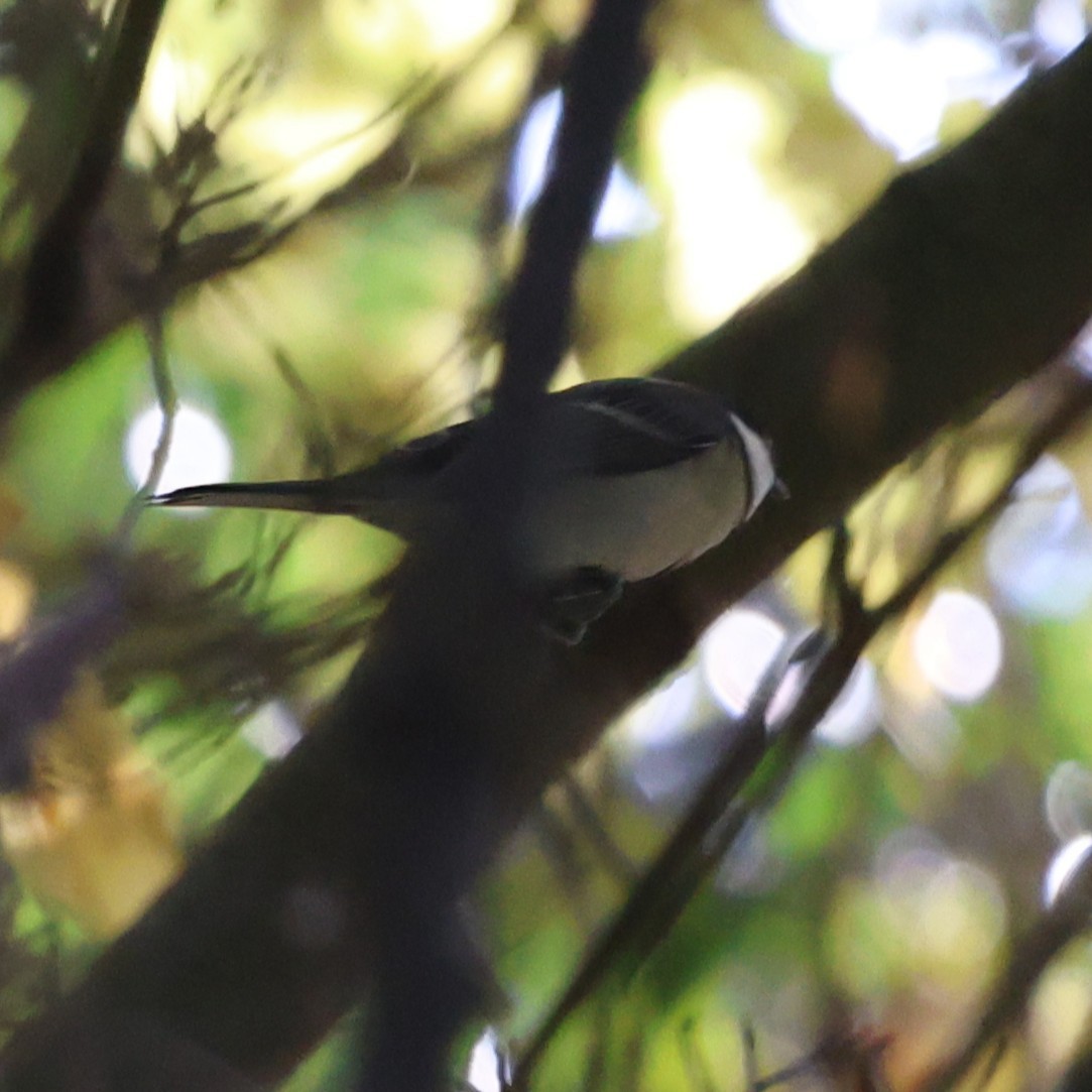 Asian Tit - ML646816704