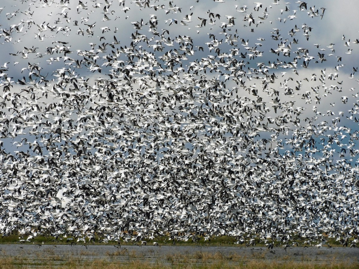 Гуска біла - ML646816705