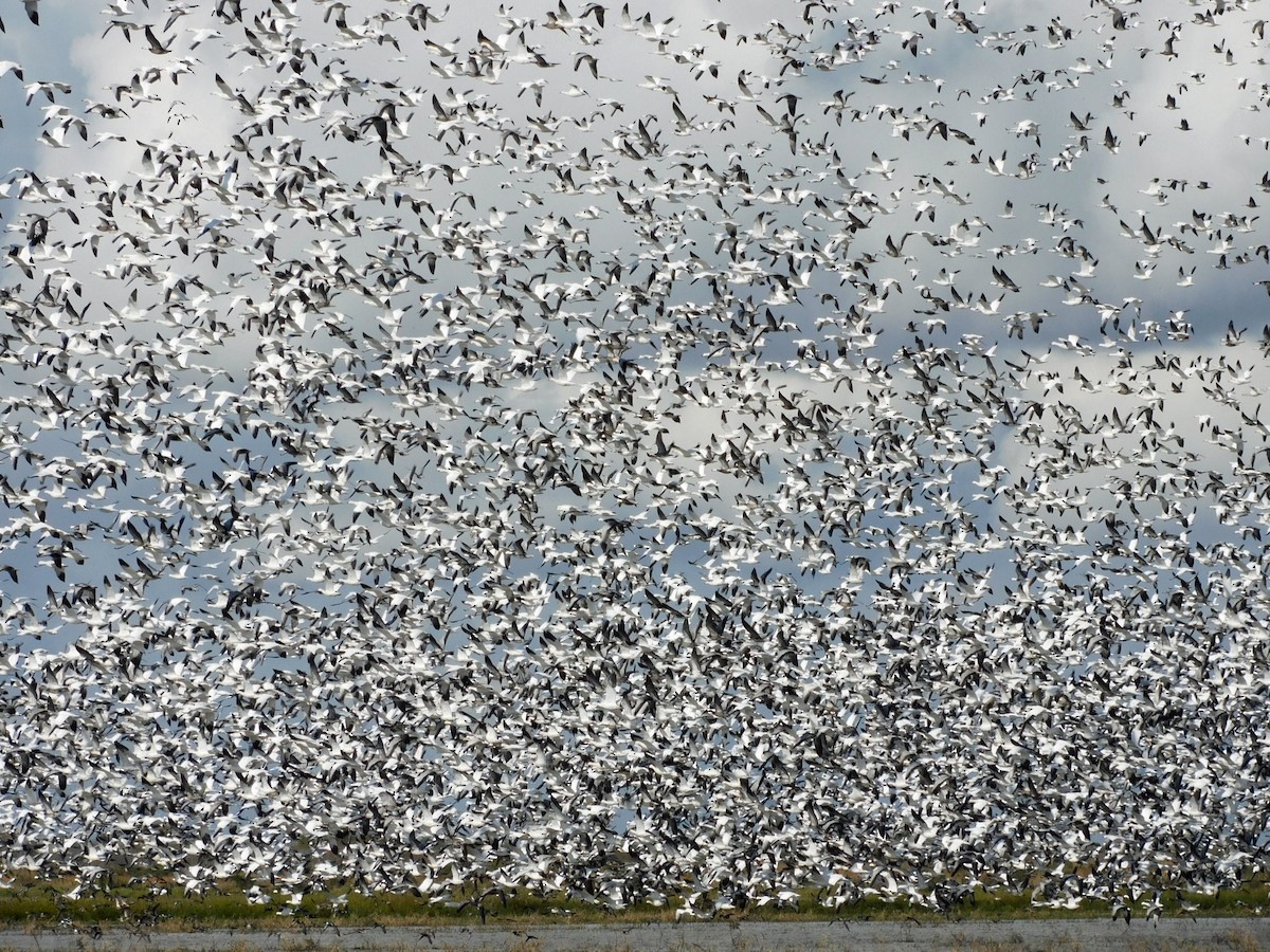 Гуска біла - ML646816706