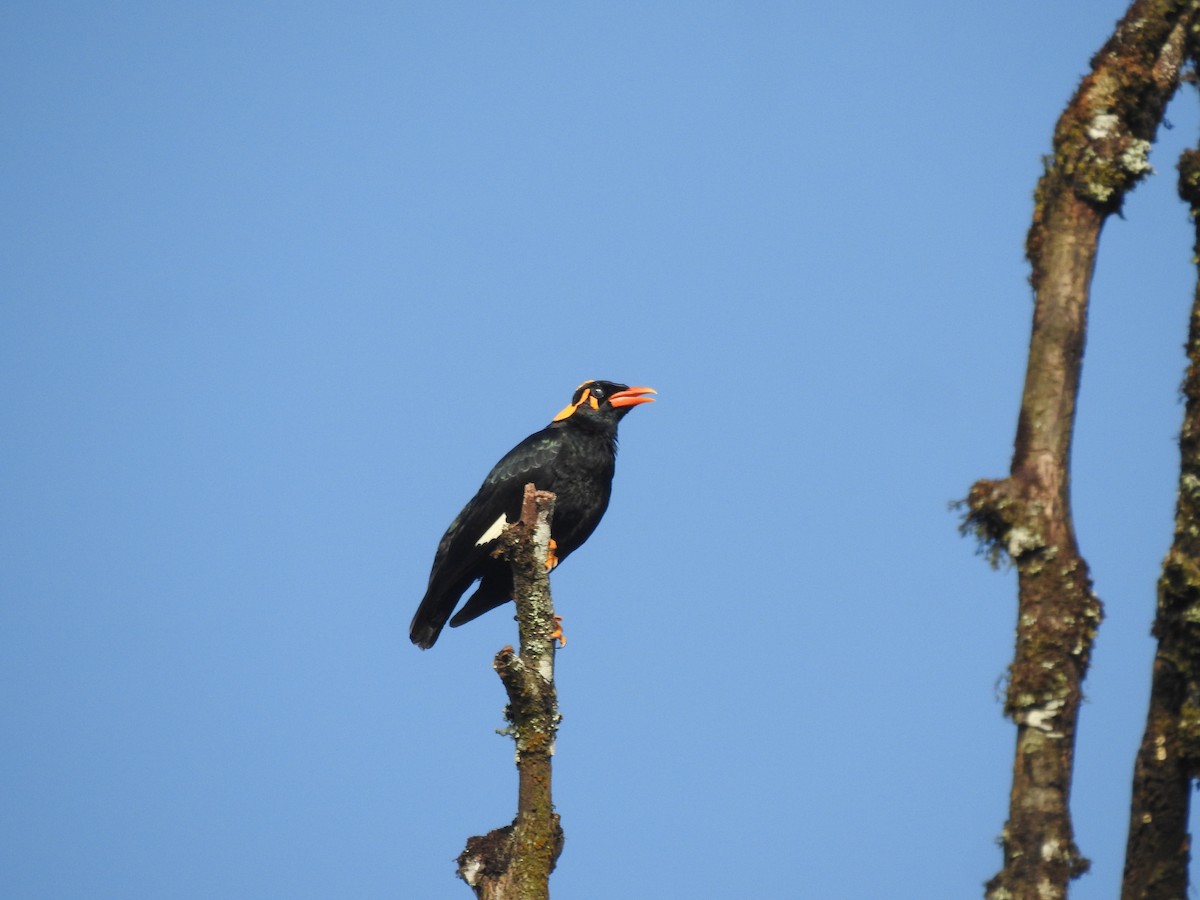 Southern Hill Myna - ML646816707