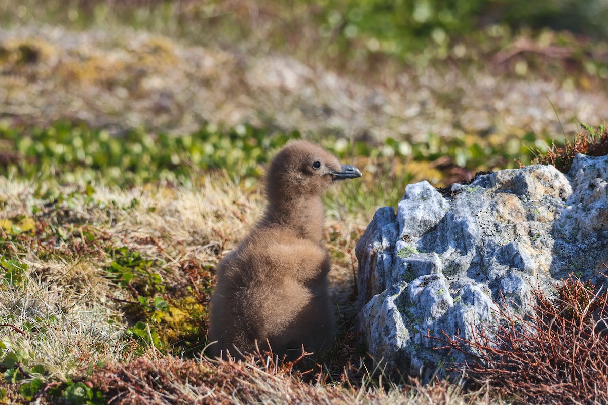 キタオオトウゾクカモメ - ML646816709