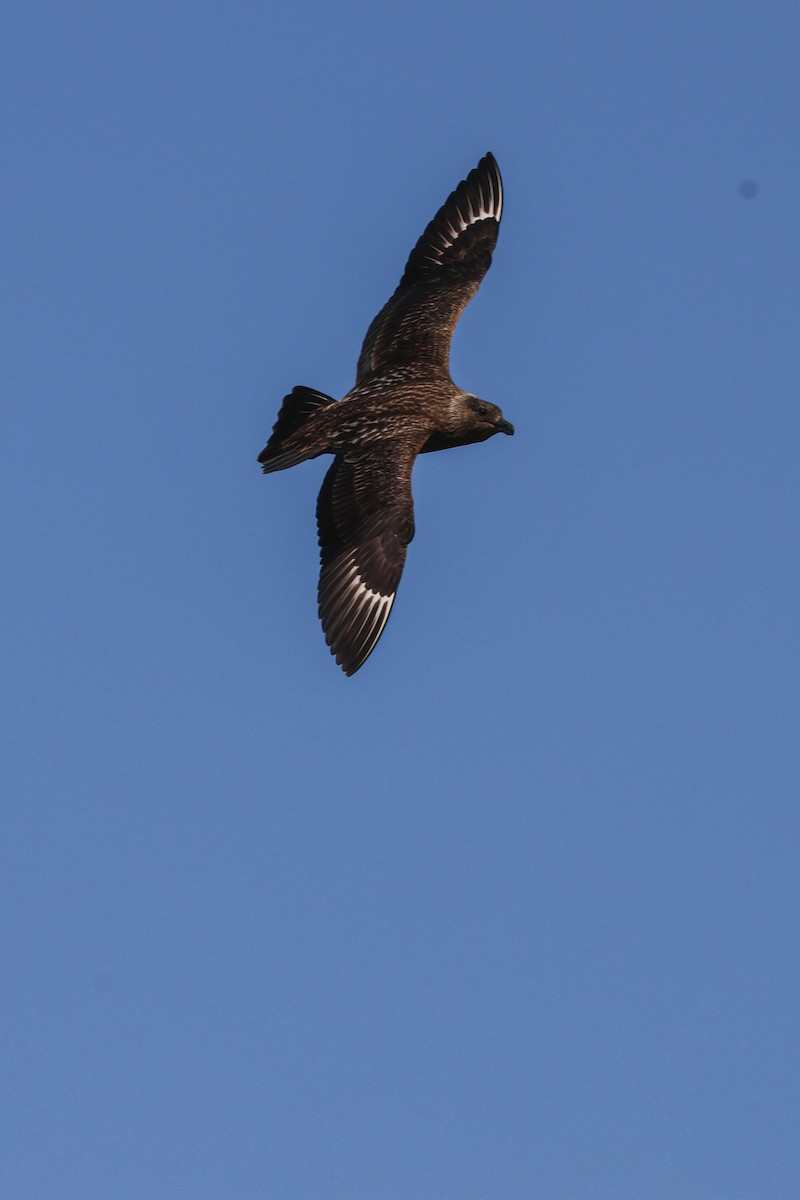 キタオオトウゾクカモメ - ML646816710