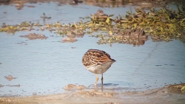 Sharp-tailed Sandpiper - ML646816712
