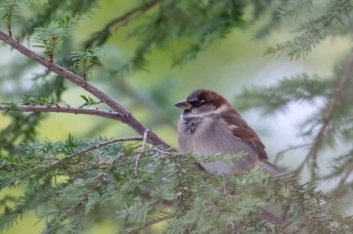 Gorrión Común - ML646816713