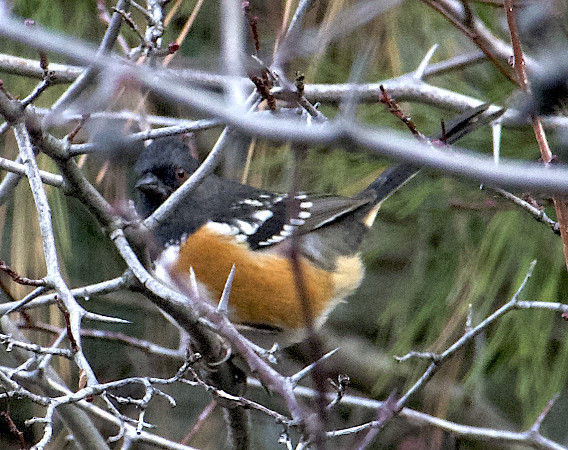 ホシワキアカトウヒチョウ（maculatus グループ） - ML646816717
