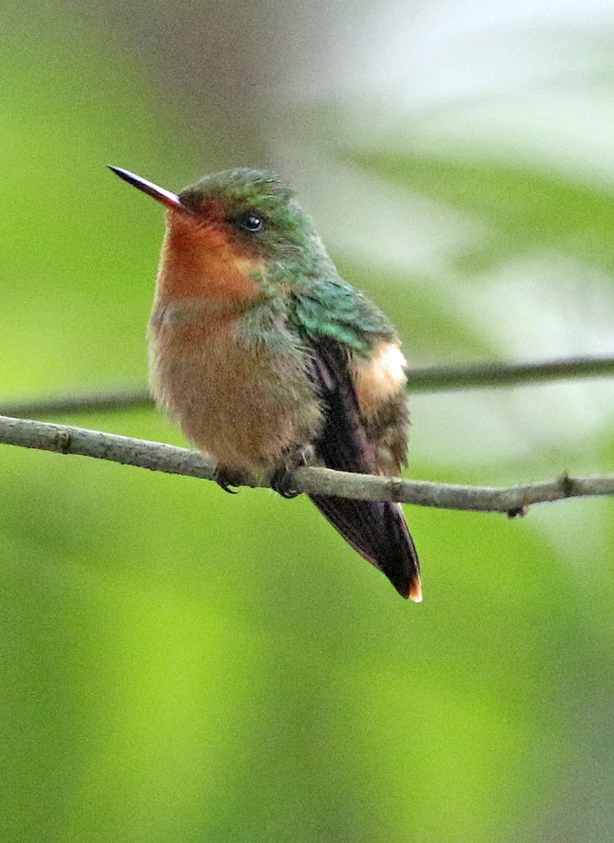 Tufted Coquette - ML646816718