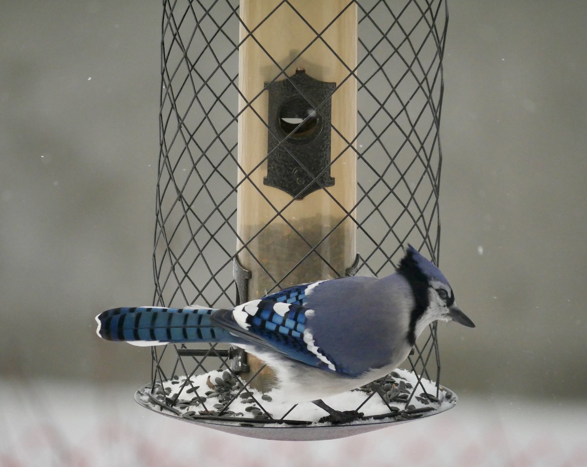 Blue Jay - ML646816719