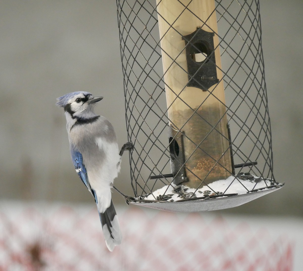 Blue Jay - ML646816720
