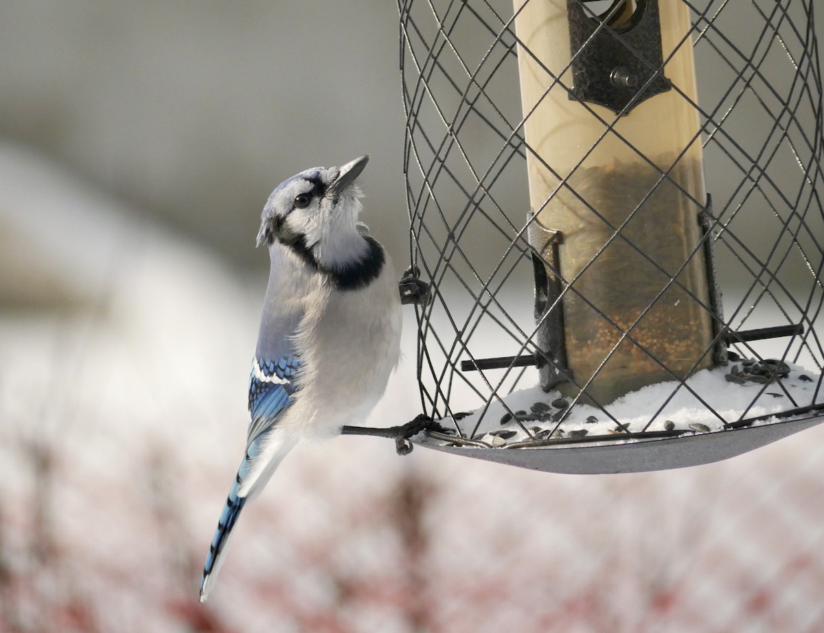 Blue Jay - ML646816721
