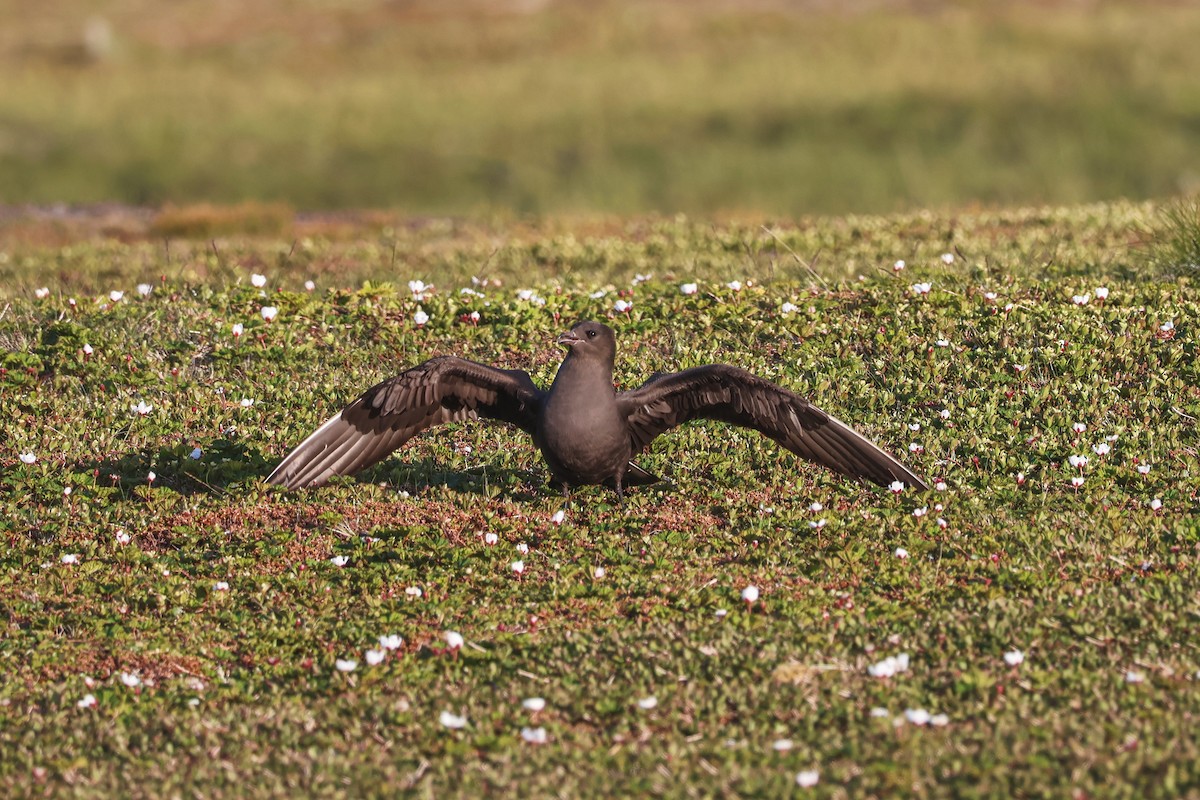 クロトウゾクカモメ - ML646816722