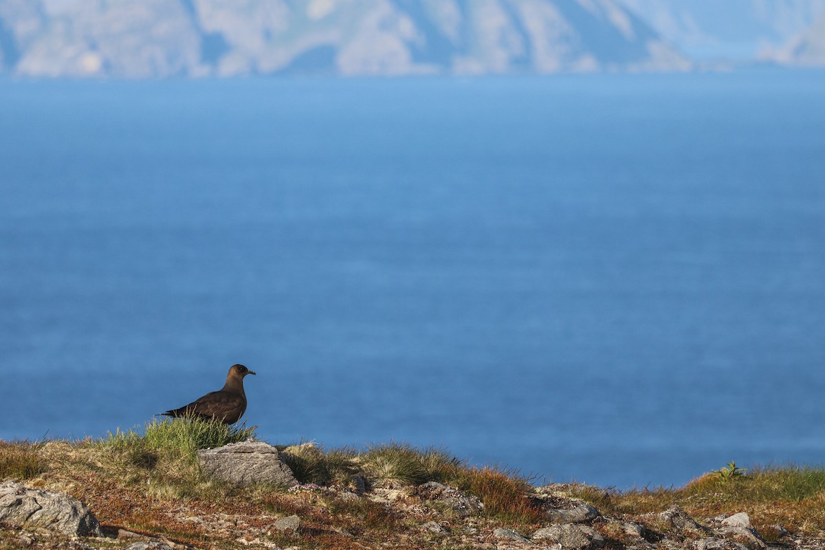 クロトウゾクカモメ - ML646816723