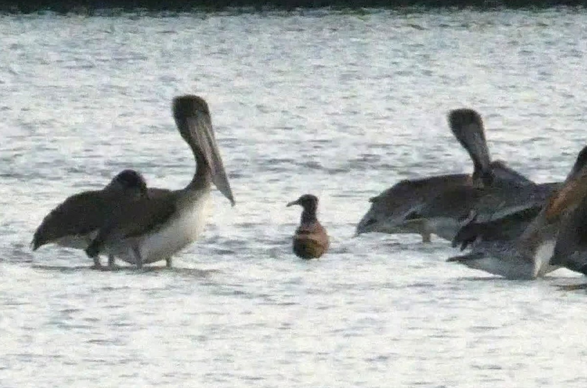 Goéland de Heermann - ML646816724