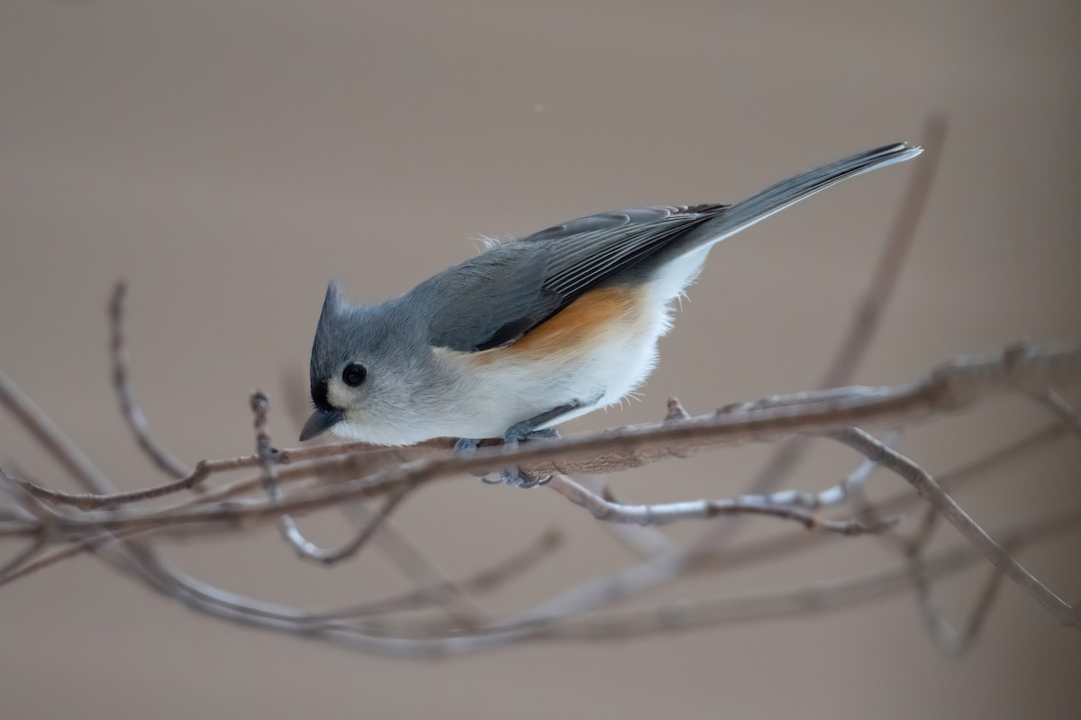 Herrerillo Bicolor - ML646816725