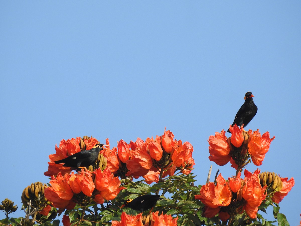 Southern Hill Myna - ML646816728