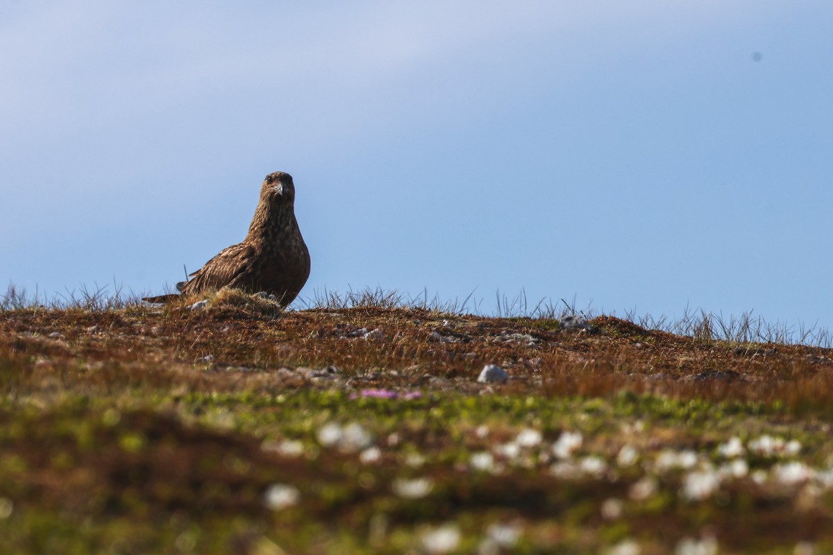 キタオオトウゾクカモメ - ML646816732