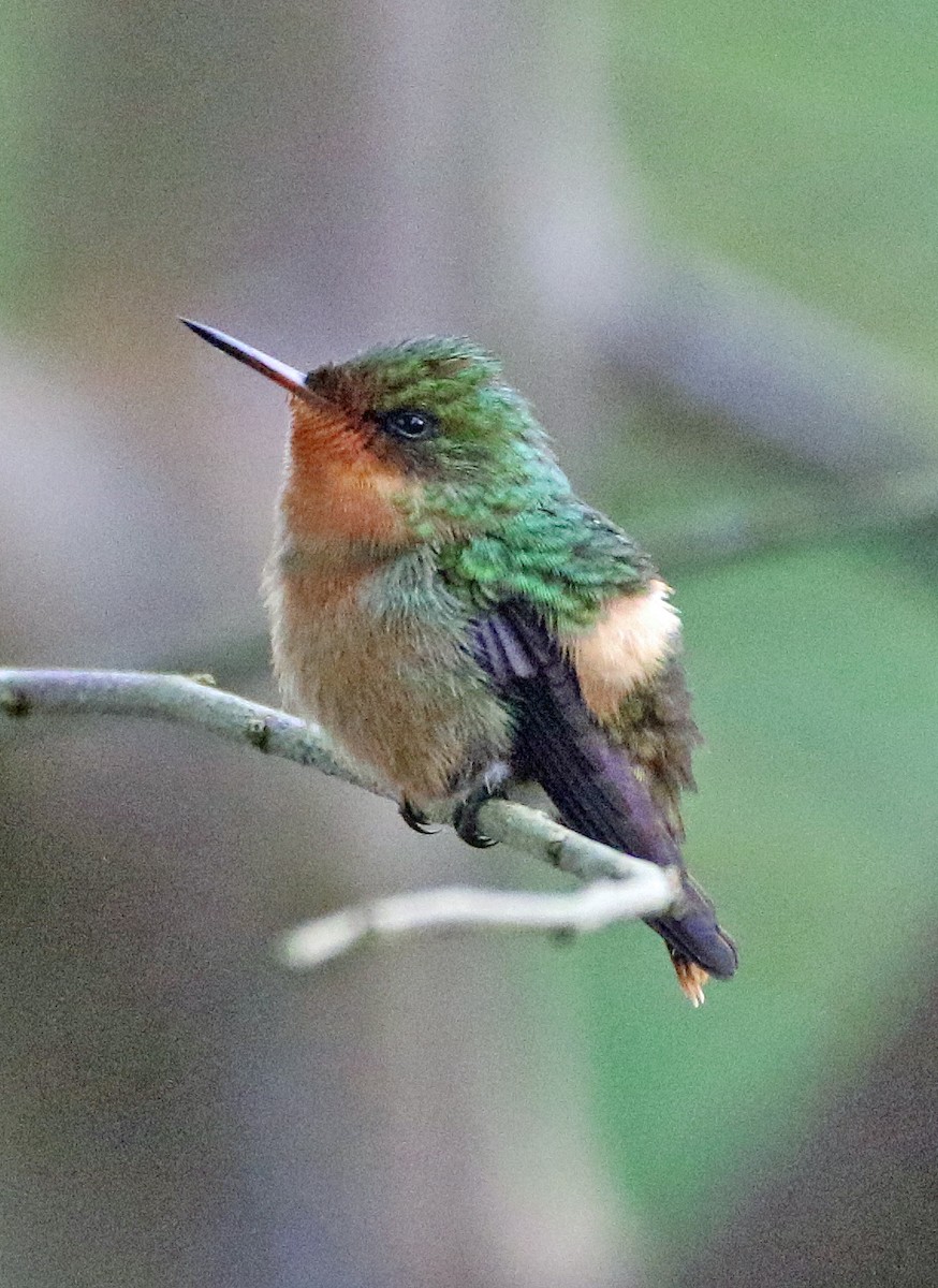 Tufted Coquette - ML646816733