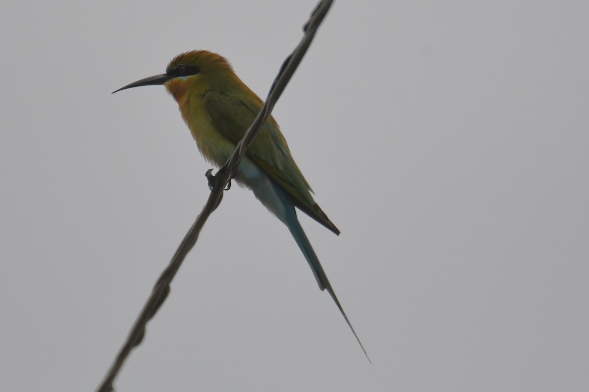 Blauschwanzspint - ML646816735