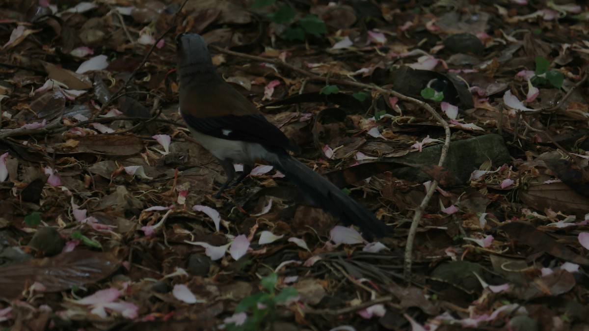 Gray Treepie - ML646816739