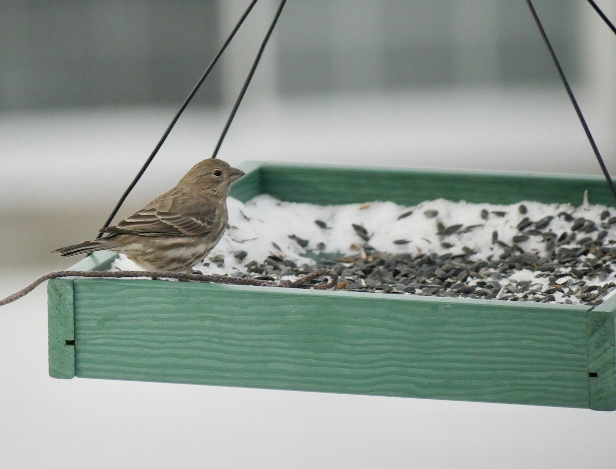 House Finch - ML646816742