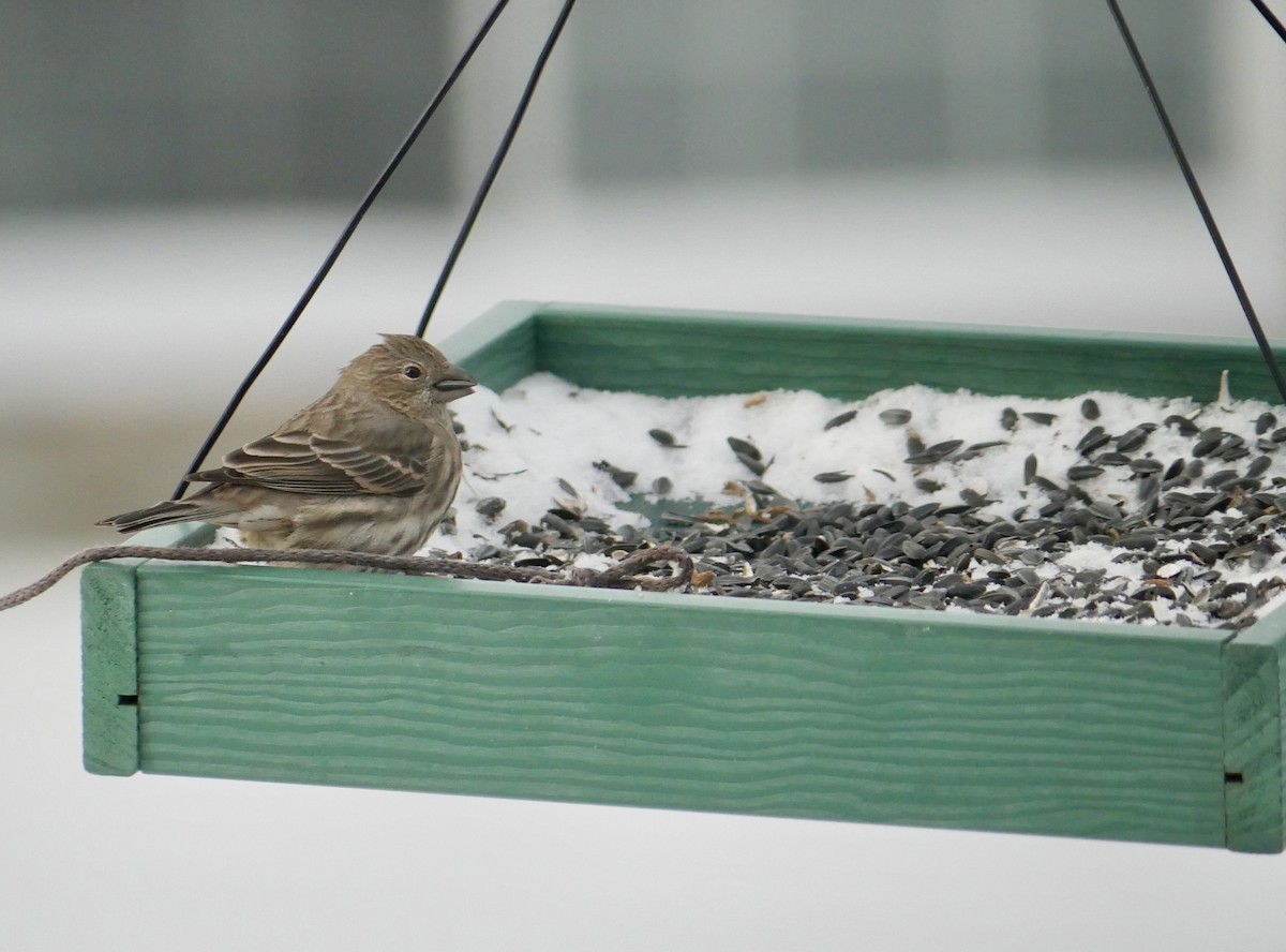 House Finch - ML646816743