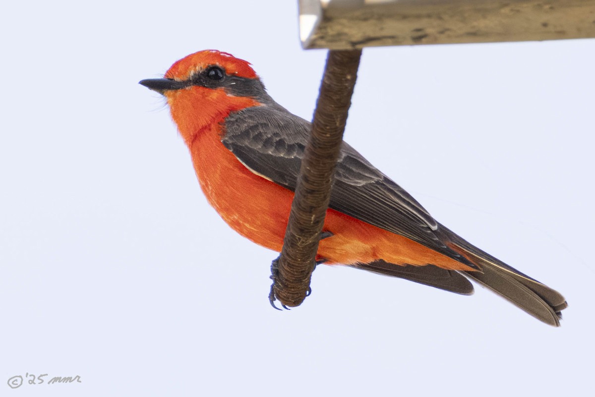 Vermilion Flycatcher - ML646816745