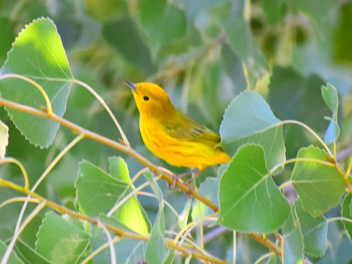 Northern Yellow Warbler - ML646816746