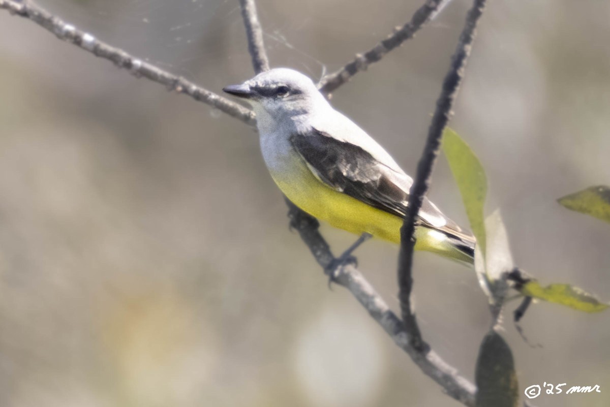 Western Kingbird - ML646816753