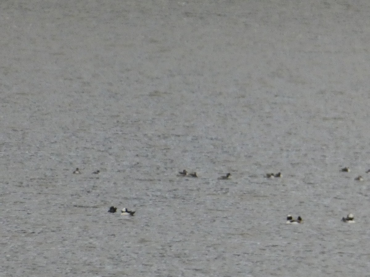 Büffelkopfente - ML646816755