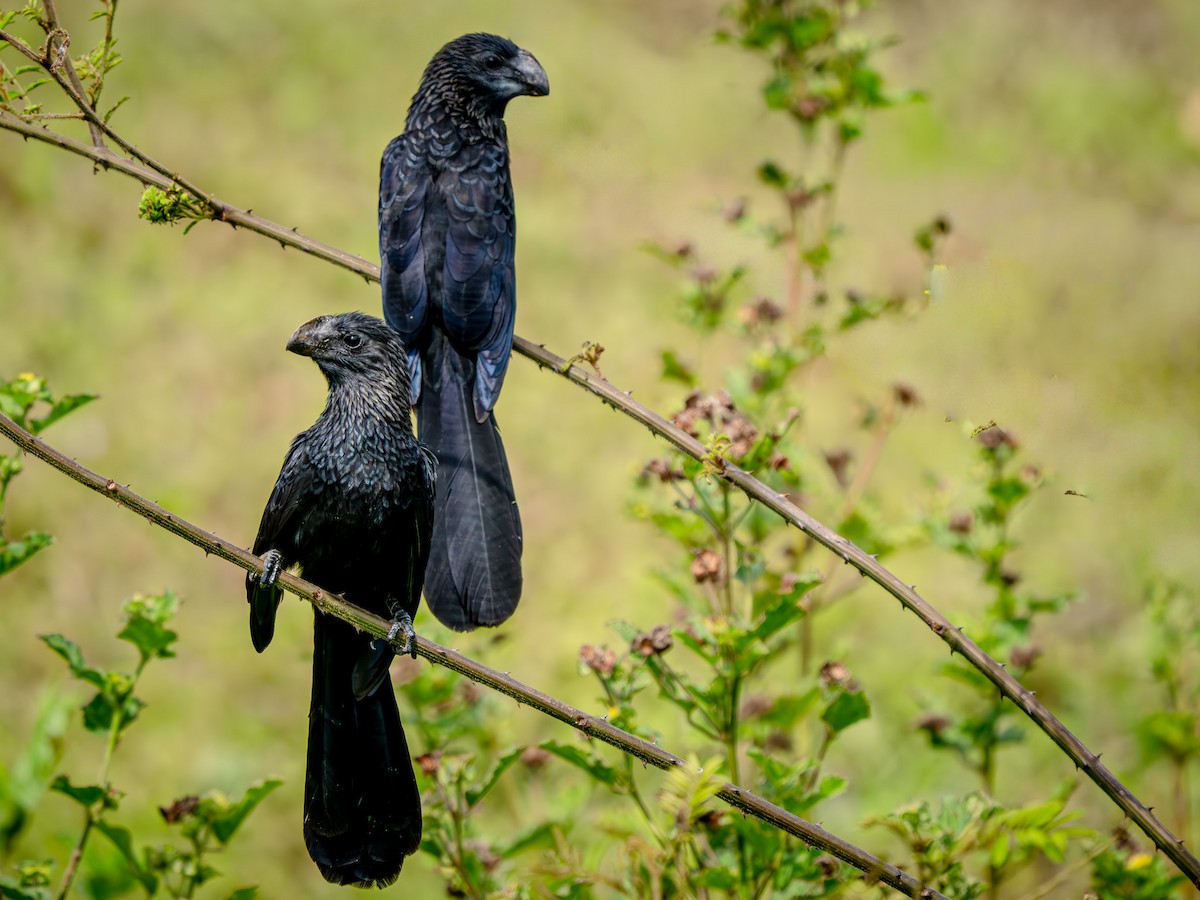 Düz Gagalı Ani - ML646816757