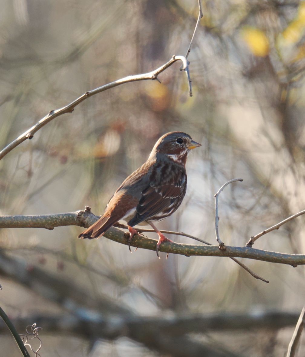 strnadec kaštanový - ML646816758