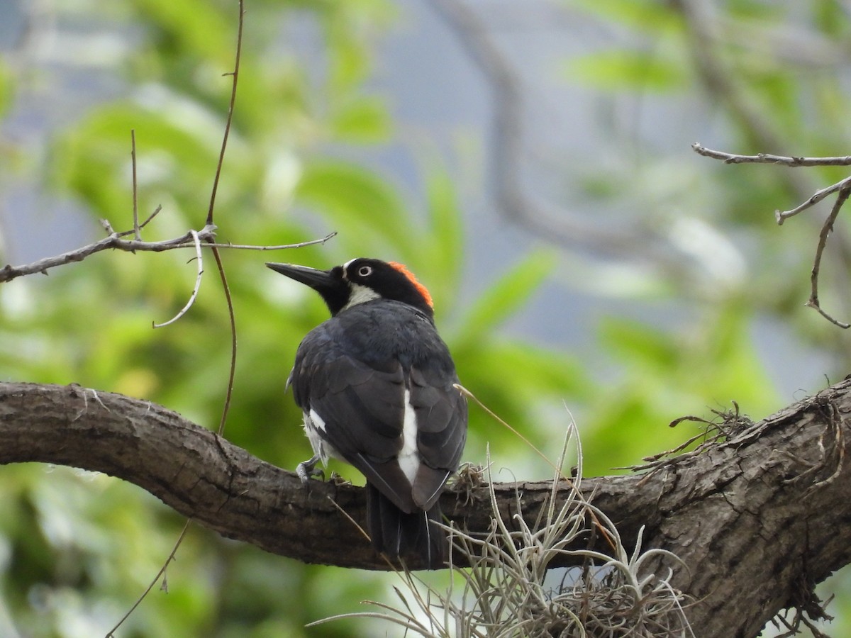 Acorn Woodpecker - ML646816759