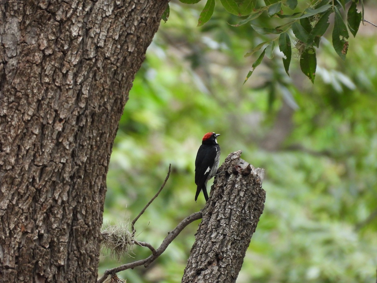 Acorn Woodpecker - ML646816760