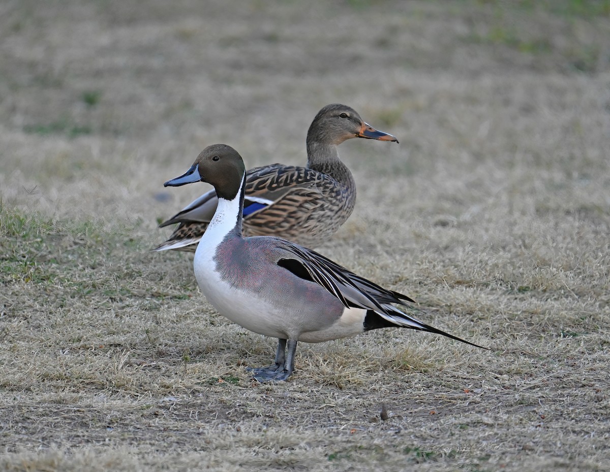 尖尾鴨 - ML646816762