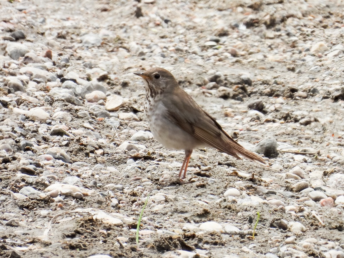 Grauwangen-Musendrossel - ML646816763