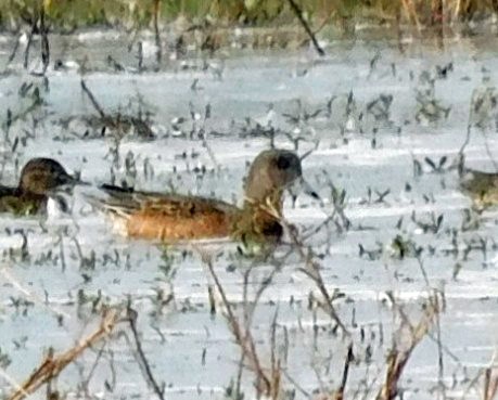 Свищ американський - ML646816764