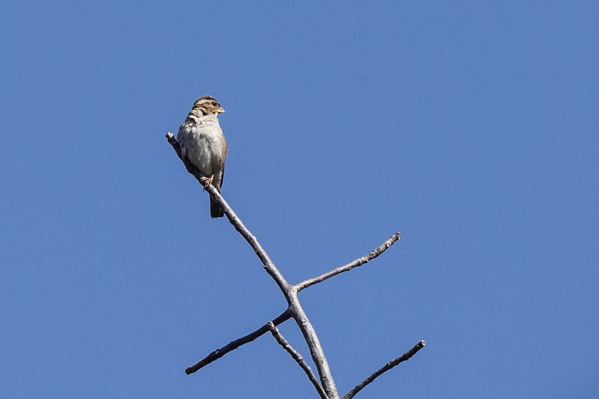 Красноногая вдовушка - ML646816765