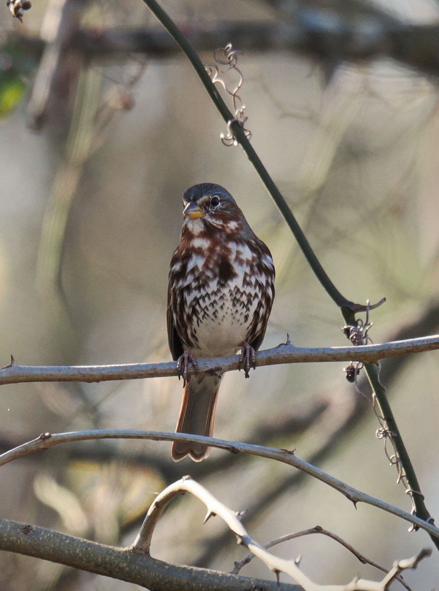 strnadec kaštanový - ML646816766