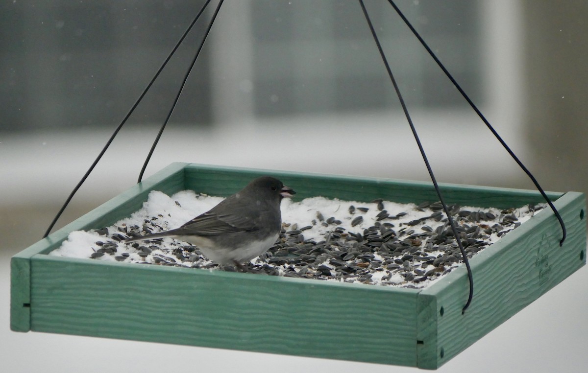 Dark-eyed Junco - ML646816767