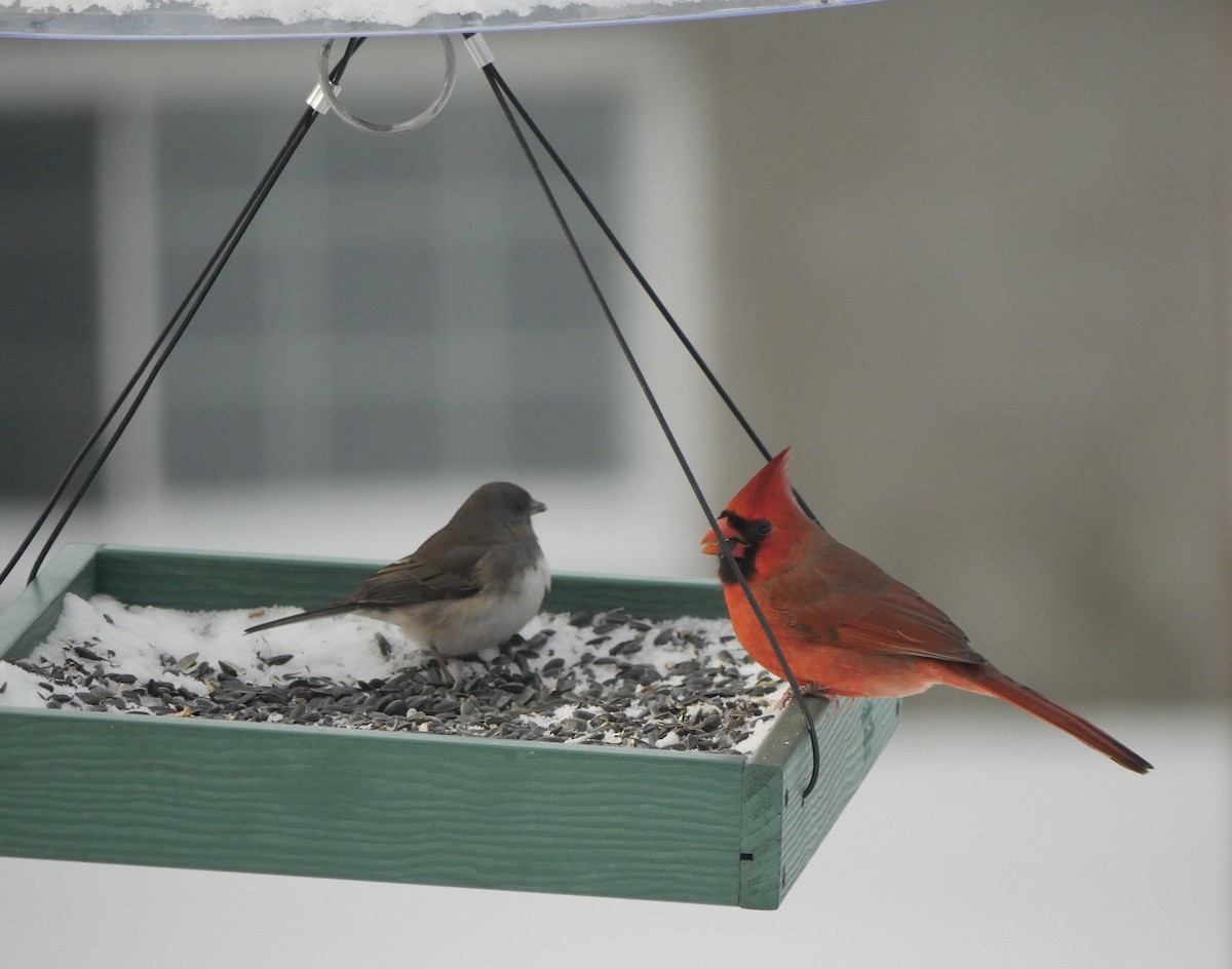 Dark-eyed Junco - ML646816768