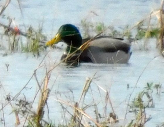 Крижень звичайний - ML646816769