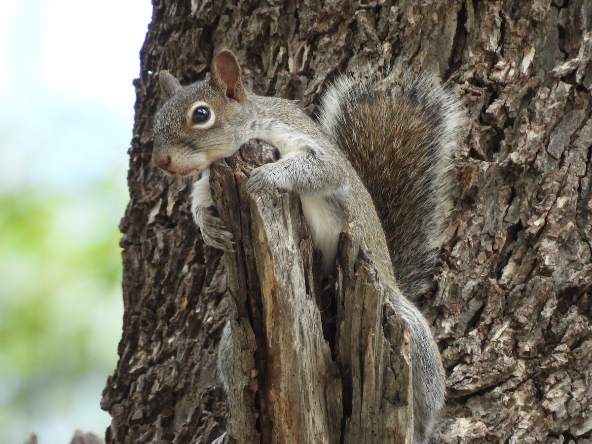 Allen's Squirrel - ML646816771