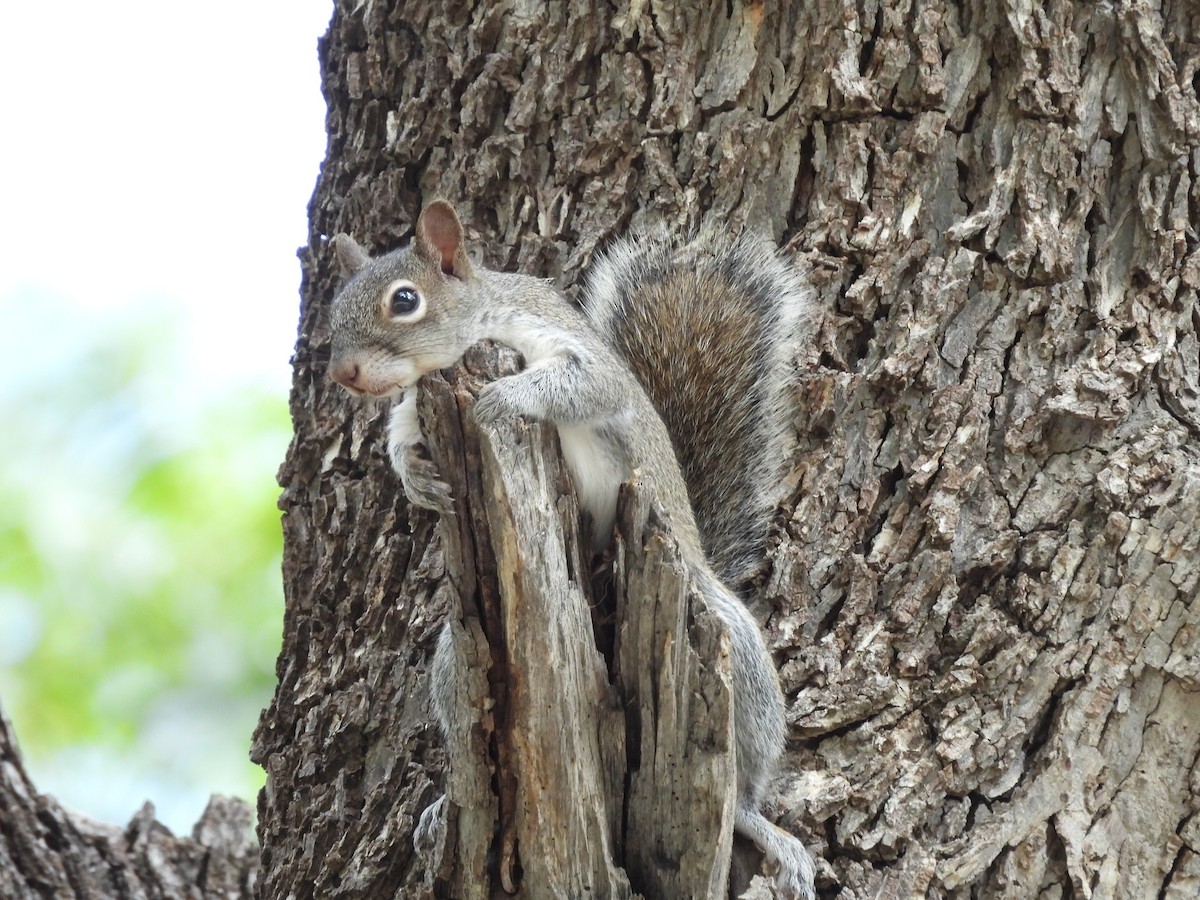 Allen's Squirrel - ML646816772