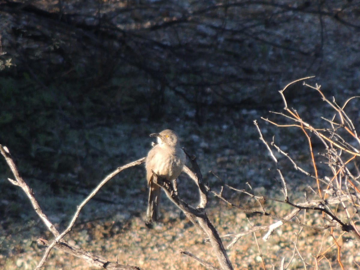 マルハシツグミモドキ - ML646816773