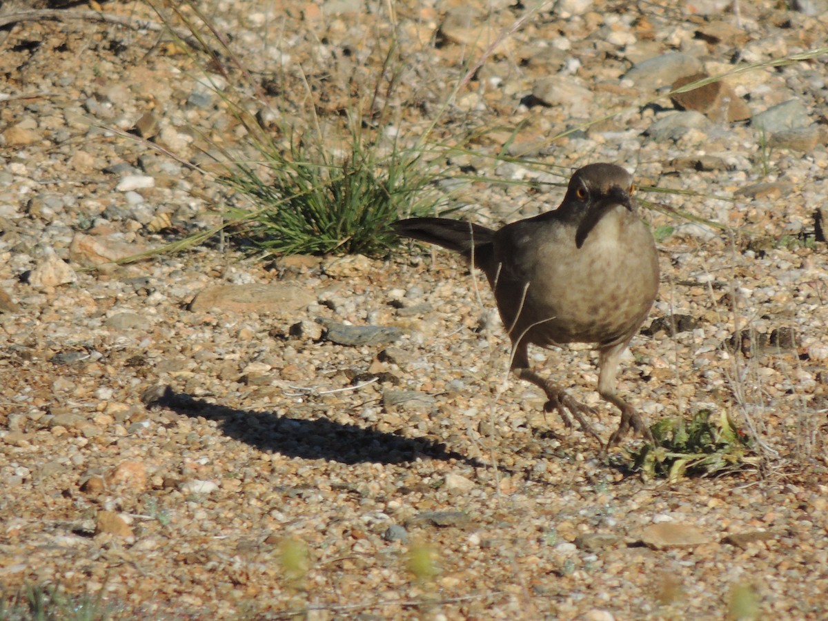 マルハシツグミモドキ - ML646816774