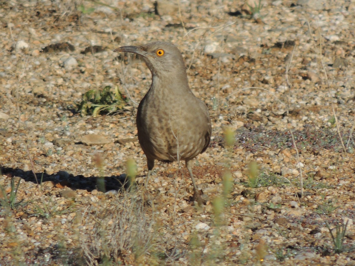 マルハシツグミモドキ - ML646816775