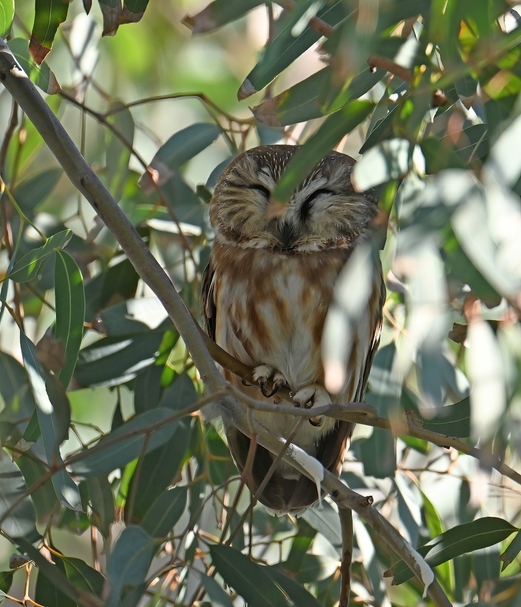 Northern Saw-whet Owl - ML646816776